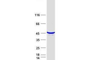 Validation with Western Blot
