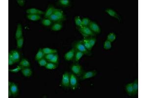 Immunofluorescent analysis of HepG2 cells using ABIN7145580 at dilution of 1:100 and Alexa Fluor 488-congugated AffiniPure Goat Anti-Rabbit IgG(H+L) (Biglycan Antikörper  (AA 38-300))