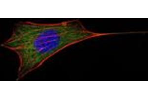Immunofluorescence analysis of NIH/3T3 cells using BCL-2 mouse mAb (green). (Bcl-2 Antikörper)