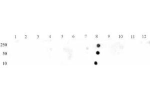 STAT3 phospho Tyr705 pAb tested by dot blot analysis. (STAT3 Antikörper  (pTyr705))