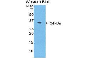 Western Blotting (WB) image for anti-Nucleoredoxin (NXN) (AA 167-435) antibody (ABIN1860091)