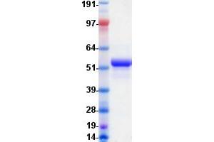 Validation with Western Blot (HTRA1 Protein (Myc-DYKDDDDK Tag))