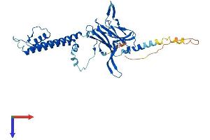 KCNJ9 Protein (AA 1-393) (His tag)