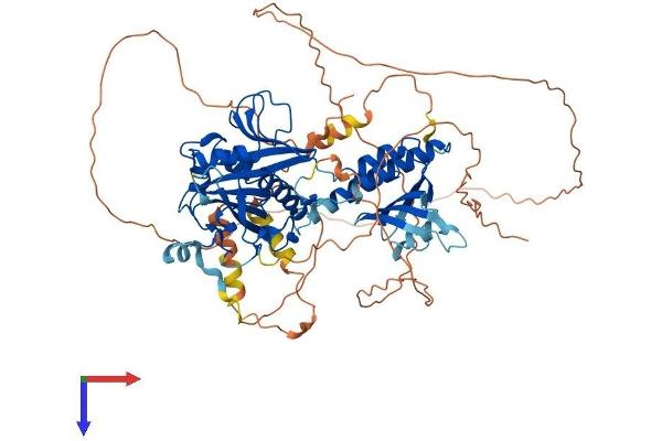 RAP1GAP2 Protein (AA 1-730) (His tag)