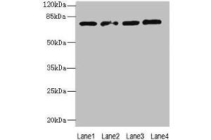 Western blot All lanes: TBC1D14 antibody at 4 μg/mL Lane 1: K562 whole cell lysate Lane 2: U87 whole cell lysate Lane 3: A549 whole cell lysate Lane 4: HepG2 whole cell lysate Secondary Goat polyclonal to rabbit IgG at 1/10000 dilution Predicted band size: 79, 48 kDa Observed band size: 79 kDa (TBC1D14 Antikörper  (AA 136-435))