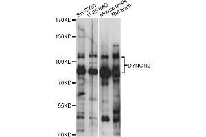 Western blot analysis of extracts of various cell lines, using DYNC1I2 antibody (ABIN6293165) at 1:1000 dilution. (DYNC1I2 Antikörper)