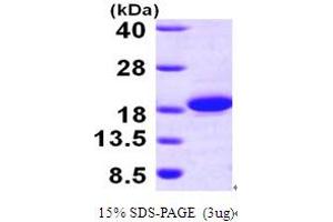 SDS-PAGE (SDS) image for Acyl-CoA Thioesterase 13 (ACOT13) (AA 1-140) protein (His tag) (ABIN667825) (THEM2 Protein (AA 1-140) (His tag))