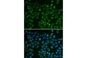 Immunofluorescence (IF) image for anti-Glutathione Peroxidase 4 (GPX4) antibody (ABIN1872881) (GPX4 Antikörper)