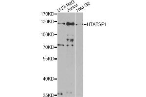 Western blot analysis of extracts of various cell lines, using HTATSF1 antibody (ABIN5973562) at 1/1000 dilution. (HTATSF1 Antikörper)