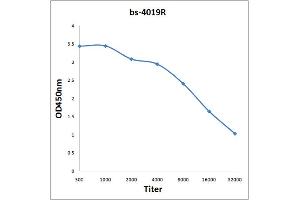 Antigen: 0. (TBXAS1 Antikörper  (AA 451-533))