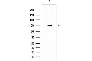Western blot analysis of lysates from 293 cells(serum starvation treatment), using DRP1 Mouse Monoclonal Antibody at 1/1000 dilution.