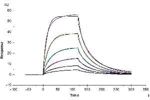 Surface Plasmon Resonance (SPR) image for CD200 Receptor 1 (CD200R1) (AA 25-267) protein (His tag) (ABIN7274101)