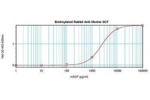 Image no. 1 for anti-KIT Ligand (KITLG) antibody (Biotin) (ABIN465801) (KIT Ligand Antikörper  (Biotin))