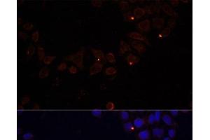 Immunofluorescence analysis of 293T cells using FXN / FRataxin Polyclonal Antibody at dilution of 1:100 (40x lens). (Frataxin Antikörper)