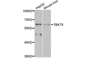 Western blot analysis of extracts of various cell lines, using TEKT5 antibody (ABIN6293980) at 1:3000 dilution. (TEKT5 Antikörper)