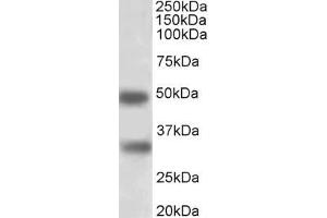 ABIN5539528 (1µg/ml) staining of Human Spleen lysate (35µg protein in RIPA buffer). (GEM Antikörper  (AA 34-46))