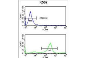 Flow cytometry analysis of K562 cells (bottom histogram) compared to a negative control cell (top histogram).