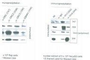 Image no. 1 for anti-Origin Recognition Complex, Subunit 1 (ORC1L) antibody (ABIN108601) (ORC1 Antikörper)