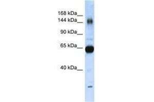 Image no. 1 for anti-Collagen, Type XI, alpha 2 (COL11A2) (AA 323-372) antibody (ABIN6741878) (COL11A2 Antikörper  (AA 323-372))