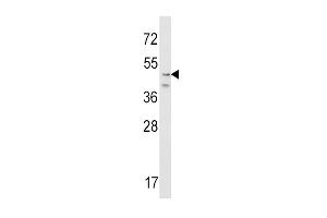 Western blot analysis of CRHR2 Antibody (N-term) (ABIN390757 and ABIN2841015) in NIH-3T3 cell line lysates (35 μg/lane). (CRHR2 Antikörper  (N-Term))