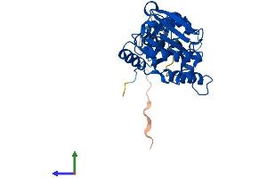 Protein Structure (PS) image for Isochorismatase Domain Containing 1 (ISOC1) (AA 1-297) protein (His tag) (ABIN7559977)