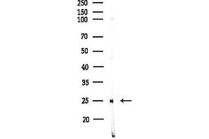 anti-Regulator of G-Protein Signaling 2 (RGS2) (Internal Region) antibody