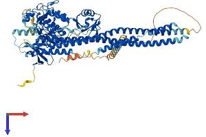IKBKB Protein (AA 1-757) (His tag)