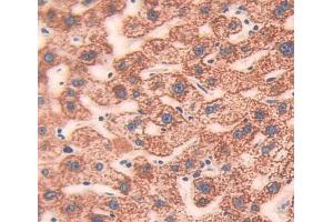 Used in DAB staining on fromalin fixed paraffin- embedded Kidney tissue (CIB1 Antikörper  (AA 2-191))
