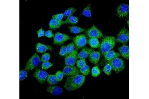 IF analysis of NMI using anti-NMI antibody (ABIN3043451). (NMI Antikörper  (AA 2-307))
