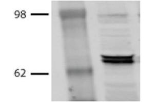 Western Blot analysis of Bovine MDBK cell lysates showing detection of Hsp70 protein using Mouse Anti-Hsp70 Monoclonal Antibody, Clone BB70 . (HSP70/HSC70 Antikörper  (PE))