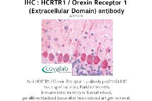 Image no. 1 for anti-Hypocretin (Orexin) Receptor 1 (HCRTR1) (2nd Extracellular Domain) antibody (ABIN1735351) (HCRTR1 Antikörper  (2nd Extracellular Domain))