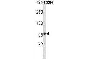 MEG11 Antibody (N-term) (ABIN1881538 and ABIN2839082) western blot analysis in mouse bladder tissue lysates (35 μg/lane).
