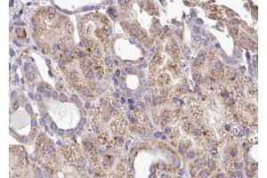 ABIN6268743 at 1/100 staining human kidney tissue sections by IHC-P.