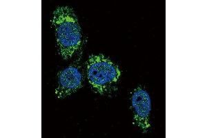 Immunofluorescence (IF) image for anti-Glucokinase (Hexokinase 4) (GCK) antibody (ABIN2930453) (GCK Antikörper)
