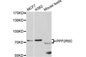 Western blot analysis of extracts of various cell lines, using PPP2R5C antibody. (PPP2R5C Antikörper)