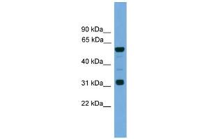 WB Suggested Anti-Gja10 Antibody Titration:  0. (GJa10 Antikörper  (N-Term))