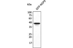 Western Blotting (WB) image for anti-SARS-CoV-2 Non-Structural Protein 9 (NSP9) antibody (ABIN7273002) (SARS-CoV-2 NSP9 Antikörper)