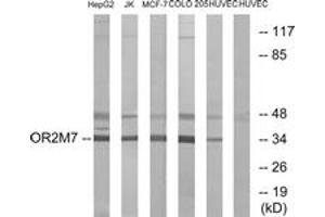 Western blot analysis of extracts from HuvEc/COLO/MCF-7/Jurkat/HepG2 cells, using OR2M7 Antibody.