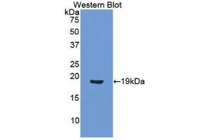 Western Blotting (WB) image for anti-Angiopoietin 1 (ANGPT1) (AA 284-452) antibody (ABIN3209771) (Angiopoietin 1 Antikörper  (AA 284-452))