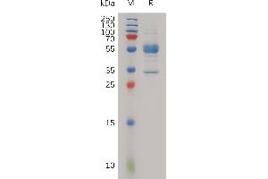 Microfibrillar Associated Protein 5 (MFAP5) (AA 22-173) protein (Fc Tag)