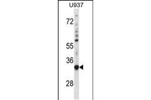 Western blot analysis in U937 cell line lysates (35ug/lane). (SNX15 Antikörper  (C-Term))