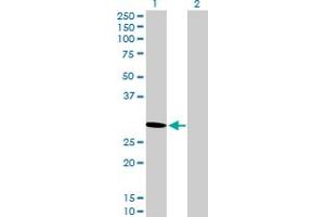 Western Blot analysis of PSME2 expression in transfected 293T cell line by PSME2 MaxPab polyclonal antibody.
