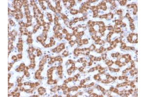 Immunohistochemistry (IHC) image for anti-Prohibitin (PHB) (AA 167-261) antibody (ABIN6940300)