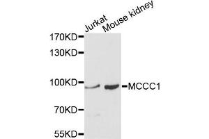 Western blot analysis of extracts of Jurkat and mouse kidney cells, using MCCC1 antibody. (MCCC1 Antikörper)