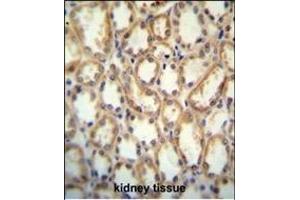 KCNT2 antibody (C-term) (ABIN654309 and ABIN2844095) immunohistochemistry analysis in formalin fixed and paraffin embedded human kidney tissue followed by peroxidase conjugation of the secondary antibody and DAB staining.