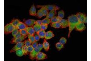 Immunofluorescence analysis of GC-7901 cells using EIF4E mouse mAb (green). (EIF4E Antikörper)
