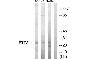 Western Blotting (WB) image for anti-Pituitary Tumor-Transforming 1 (PTTG1) (Internal Region) antibody (ABIN1849088) (PTTG1 Antikörper  (Internal Region))
