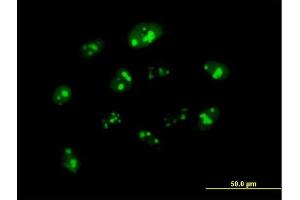 Immunofluorescence of purified MaxPab antibody to NPM3 on HeLa cell. (NPM3 Antikörper  (AA 1-178))