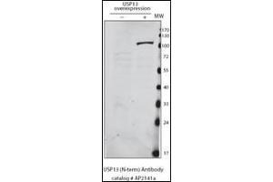 Detection of USP13 in HeLa cells expressing exogenous USP13 by anti-USP13 Pab.