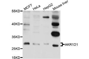 Western blot analysis of extracts of various cell lines, using AKR1D1 antibody (ABIN5995883) at 1/1000 dilution. (AKR1D1 Antikörper)
